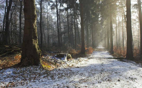 The first snow fell by Ivan Shishkin